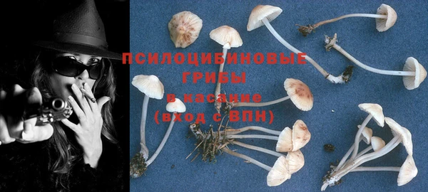 шишки Медвежьегорск
